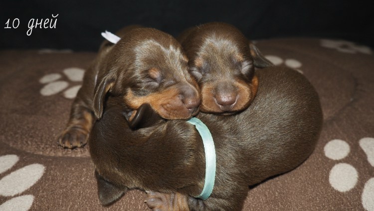 Таксы щенки шоколадные 1 месяц
