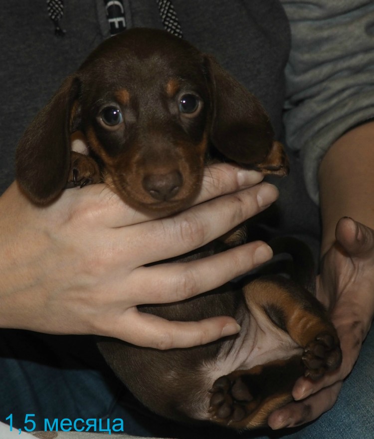 Шоколадная такса кроличья/карликовая