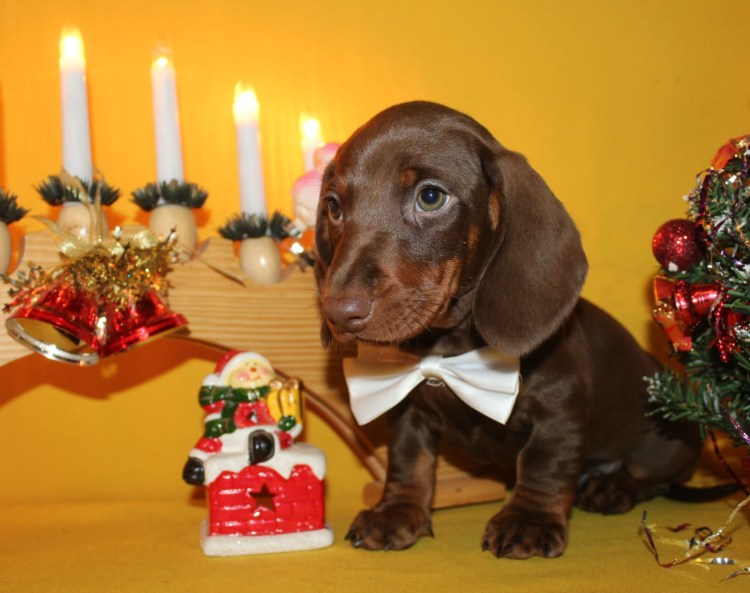 Такса собака шоколадная