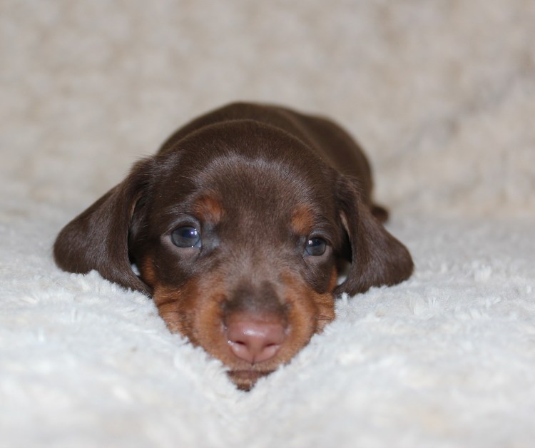 Кроличья такса шоколадная