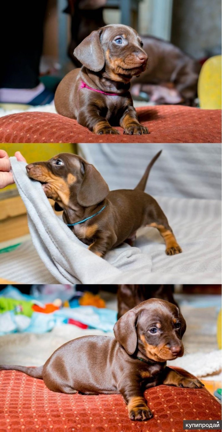 Шоколадная такса кроличья/карликовая