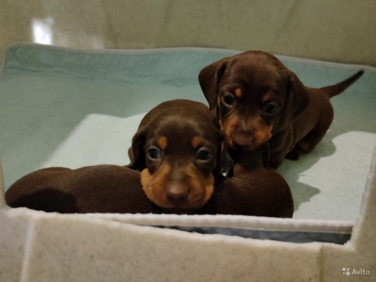 Шоколадная такса карликовая