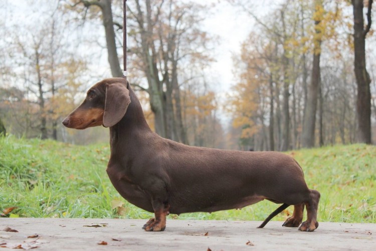 Шоколадная такса стандарт