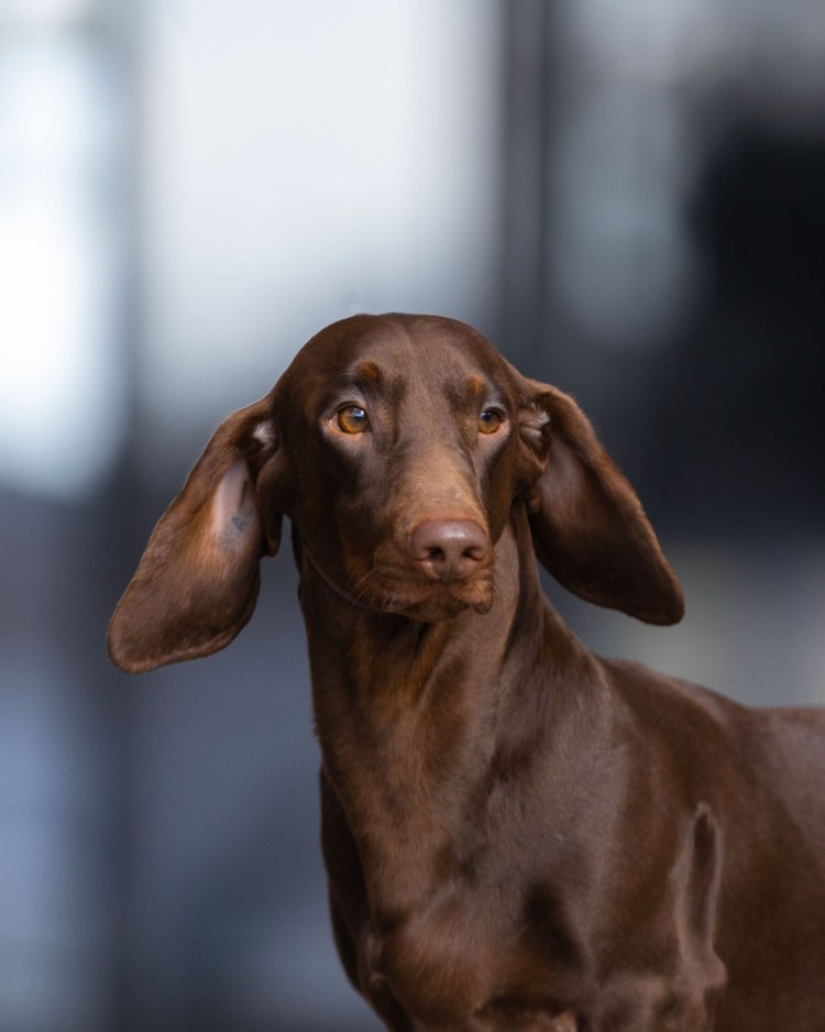 Кроличья такса шоколадная