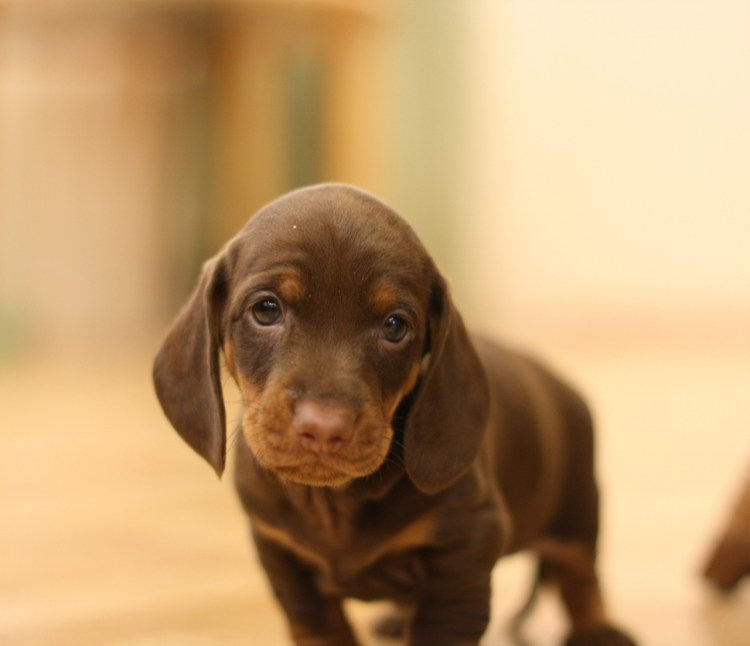 Шоколадная такса кроличья/карликовая