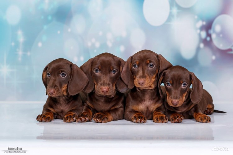 Маленькая такса щенок