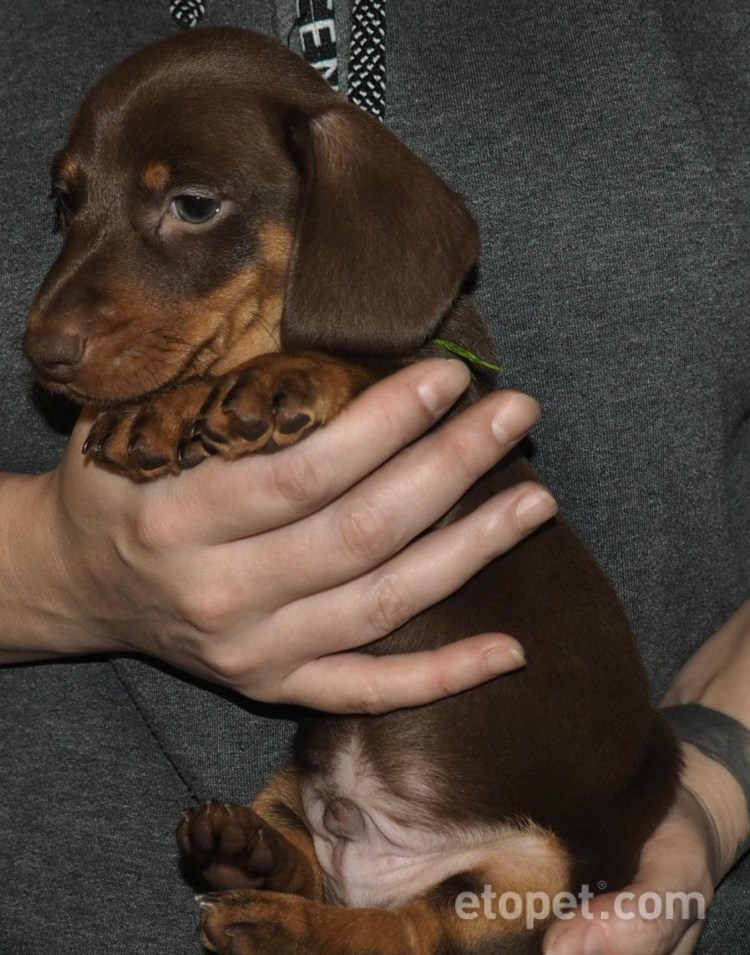 Такса шоколадного окраса