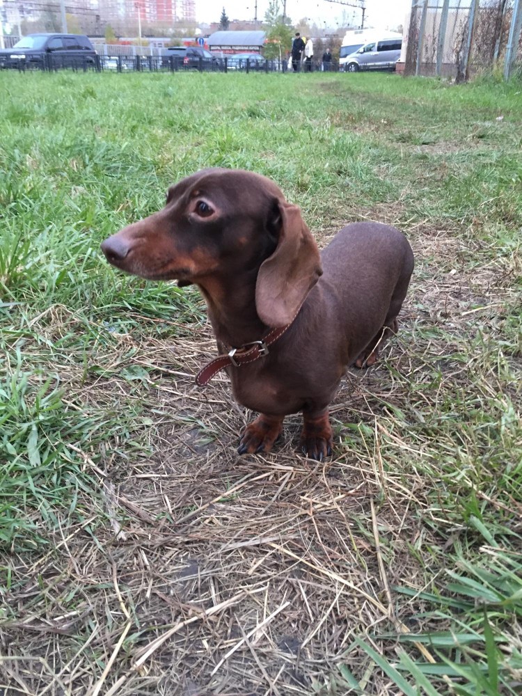 Такса шоколадного окраса