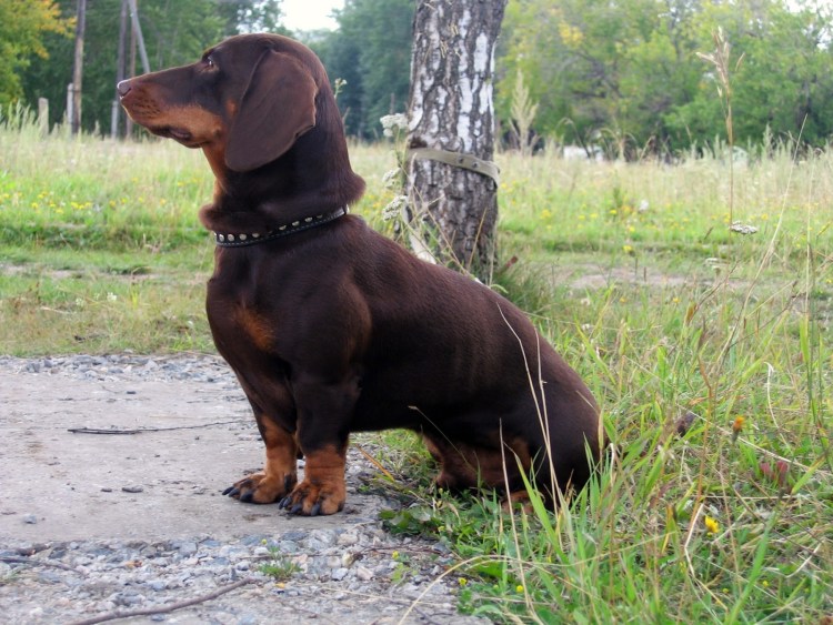 Такса окрас шоколад