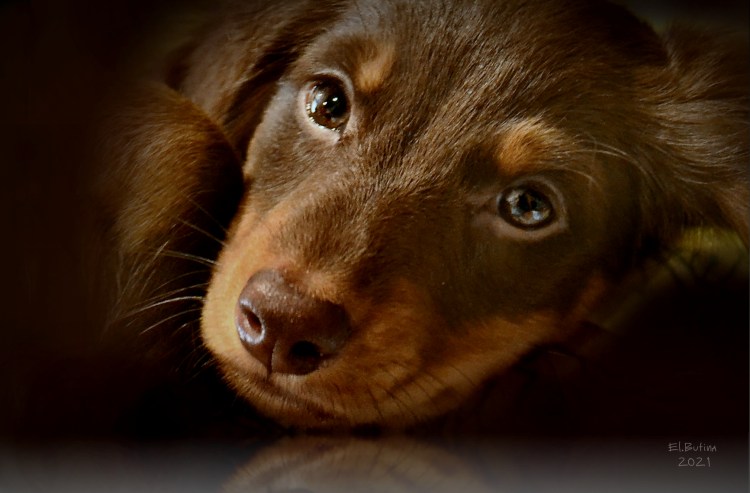 Новогодняя такса коричневая