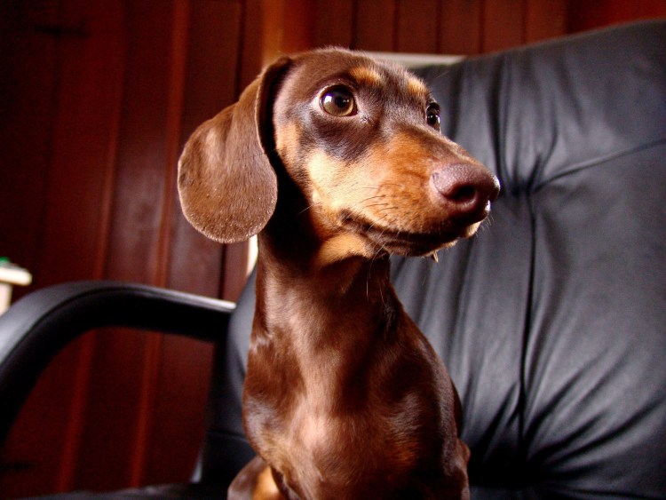 Золотистая такса