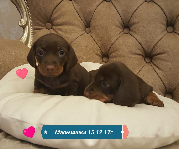 Таксята щенки шоколадного