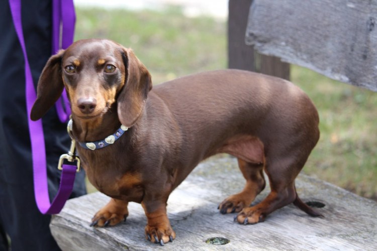 Кроликовая такса короткошерстная