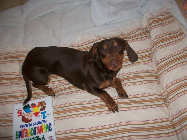 Шоколадный кобель таксы
