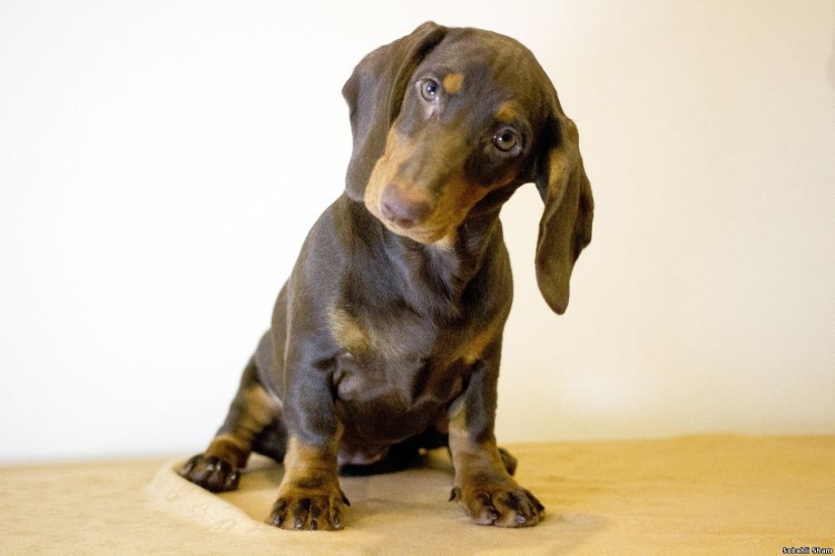 Шоколадная такса карликовая