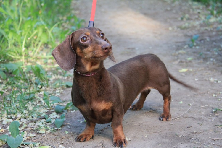 Такса кроличья гладкошерстная