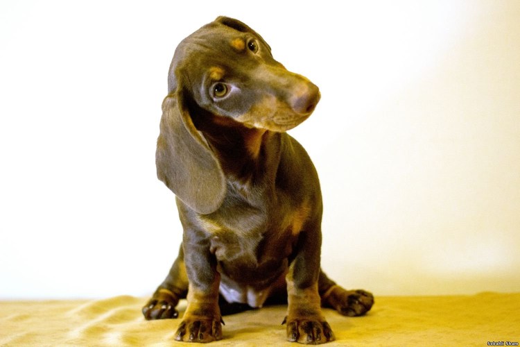 Месячный щенок таксы