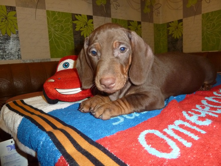 Кроличья такса коричневая