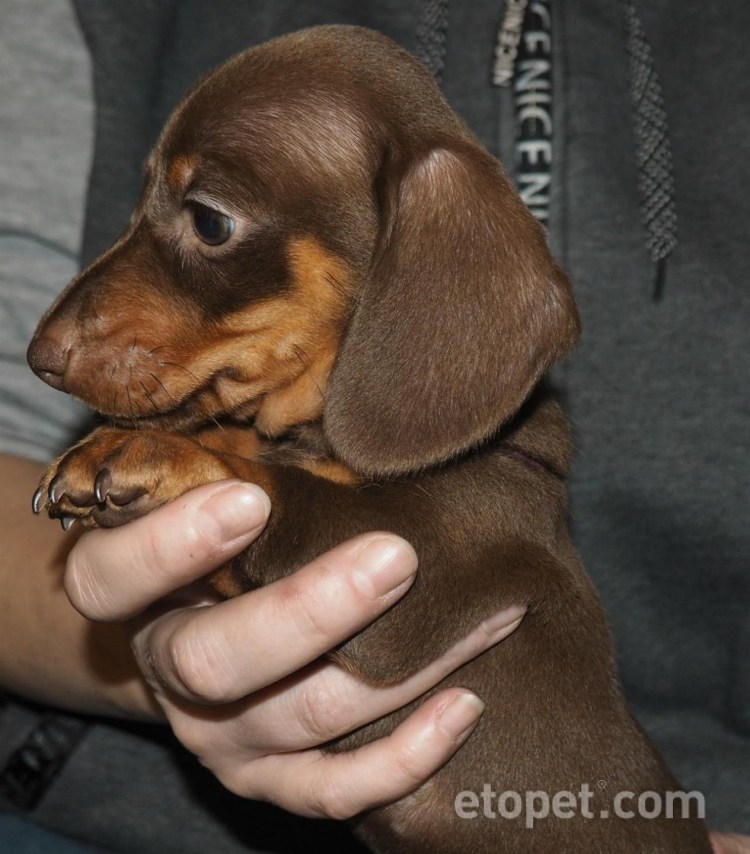 Шоколадная такса кроличья/карликовая