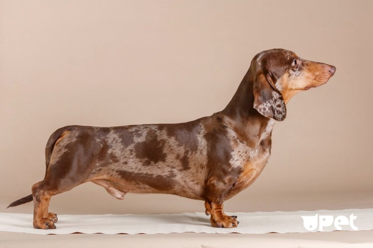 Кроличья такса гладкошерстная мраморная