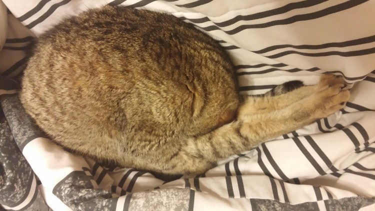 Спящий котик