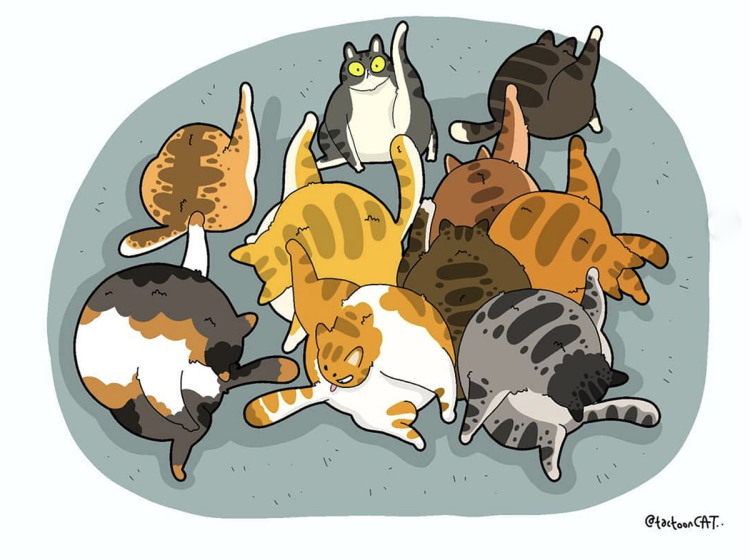 Кот хоба рисунок