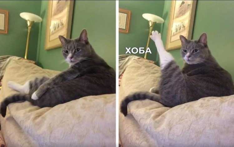 Кот хоба в хорошем качестве