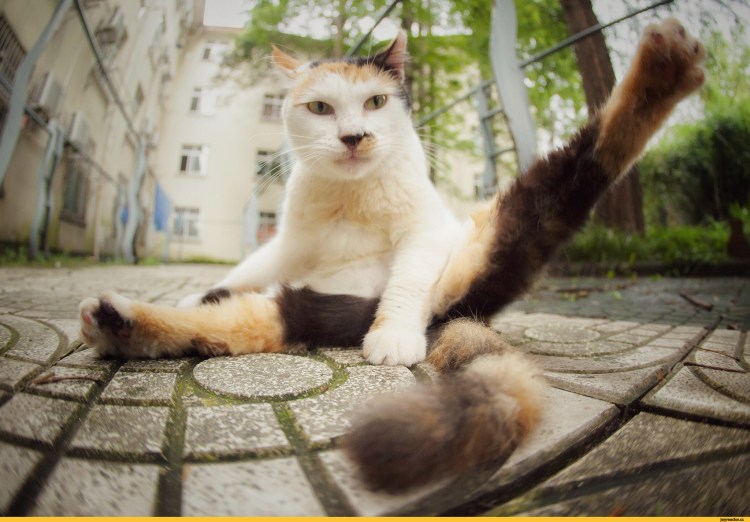 Кот с вытянутыми лапами