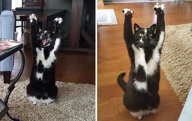 Коты с подня Томи лабками