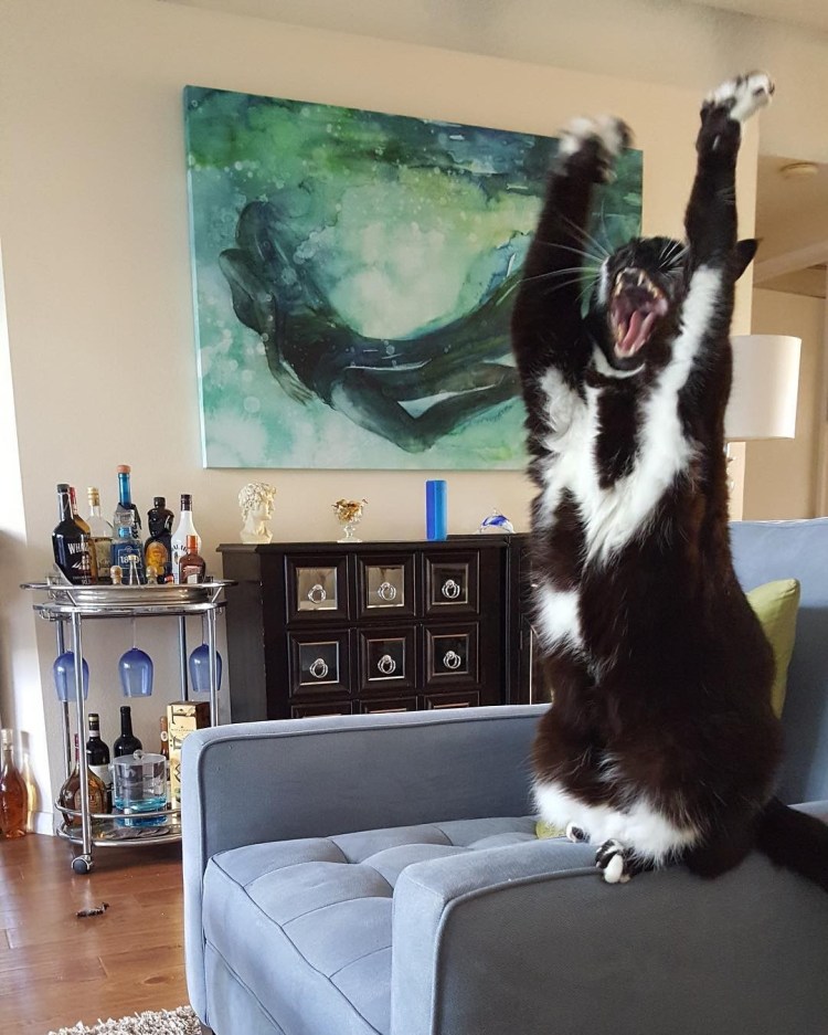 Кот с поднятой лапой