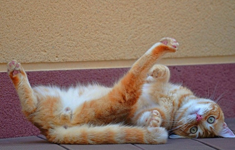 Рыжий котик лежит на спине
