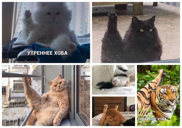 Хоба приколы