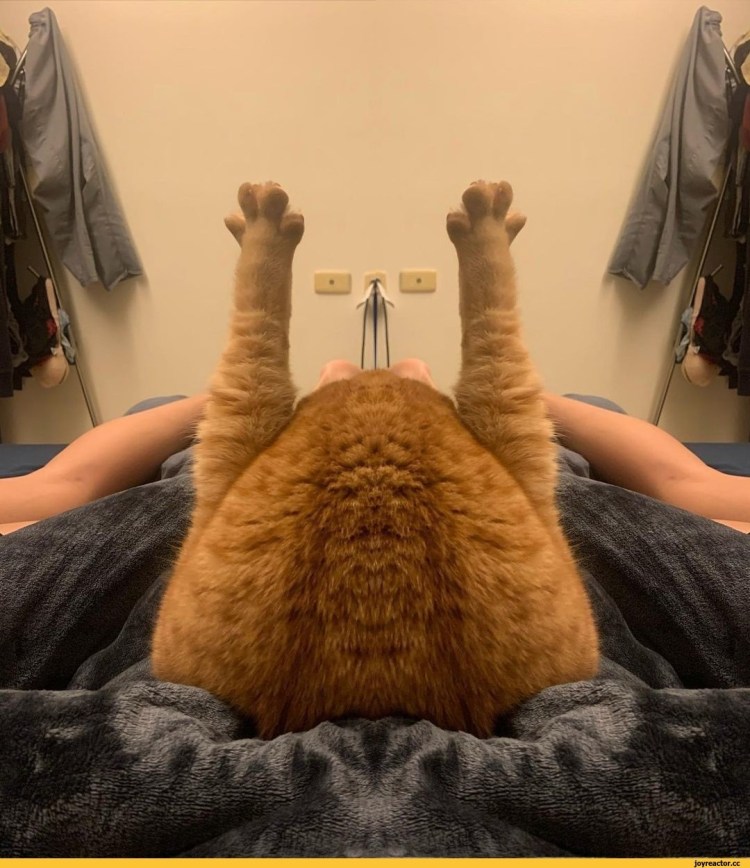 Коты хоба Дабл хоба