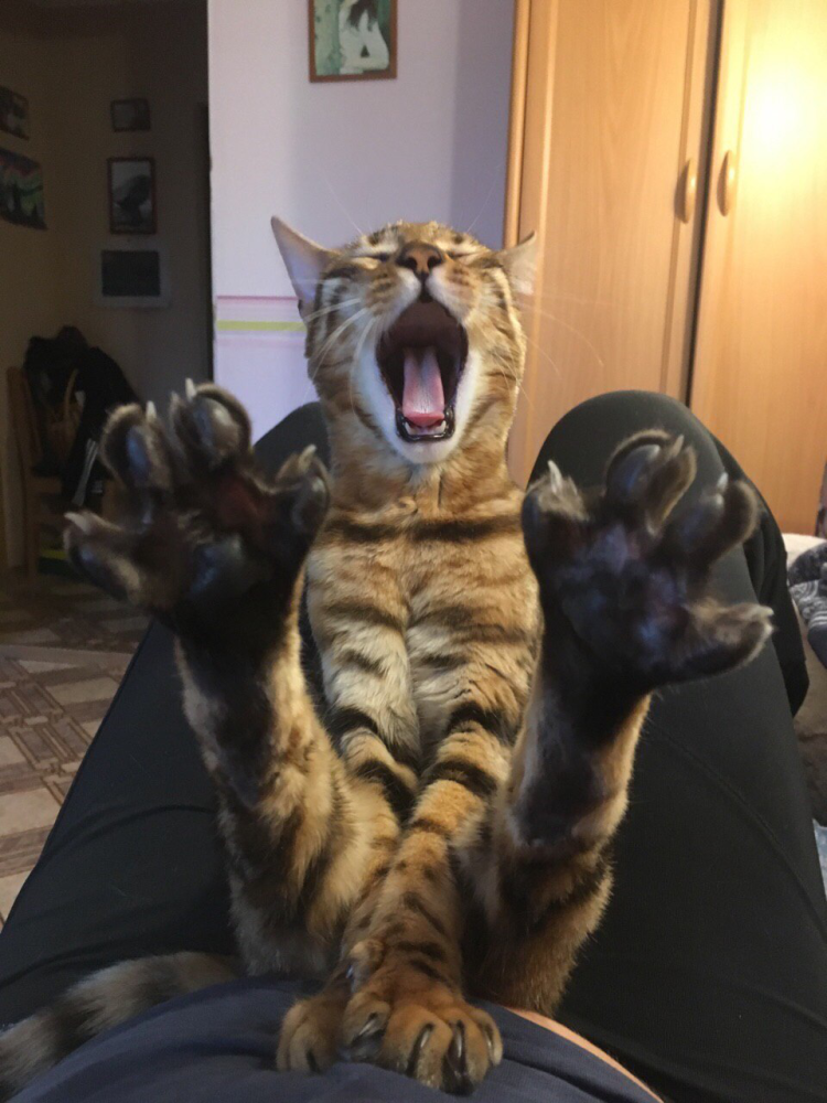 Смешные коты хоба