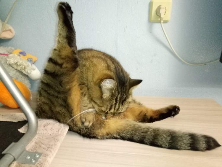 Кот с поднятой задней лапой