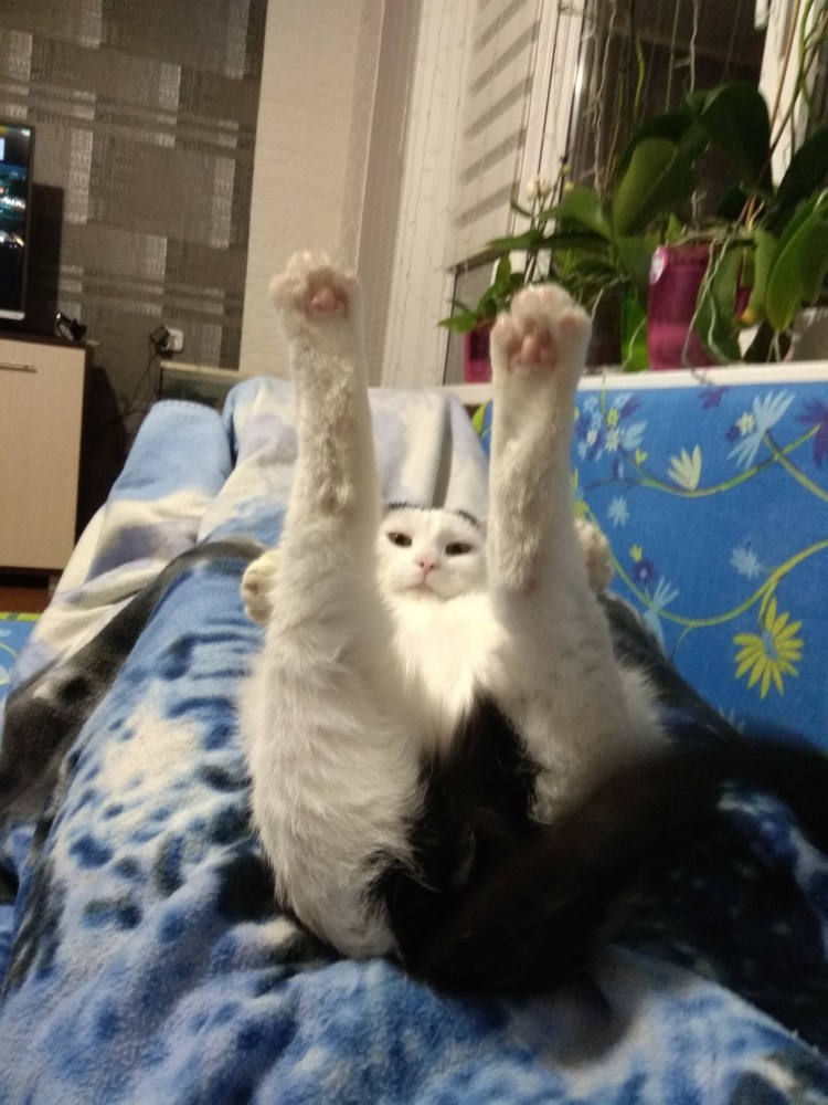 Дабл хоба кот