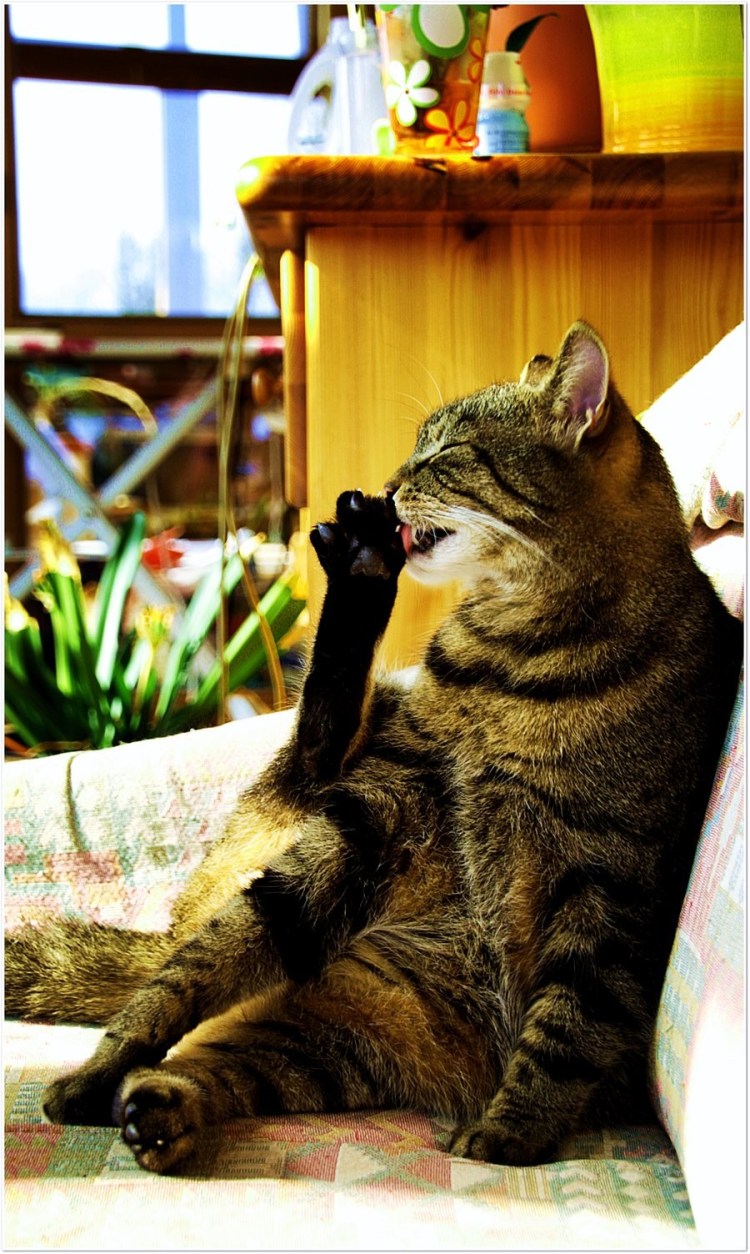 Кошка умывается