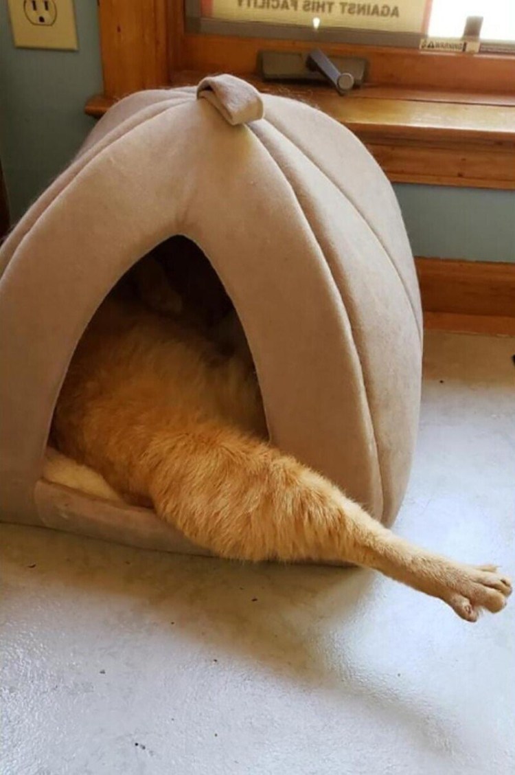 Хоба цыпленок