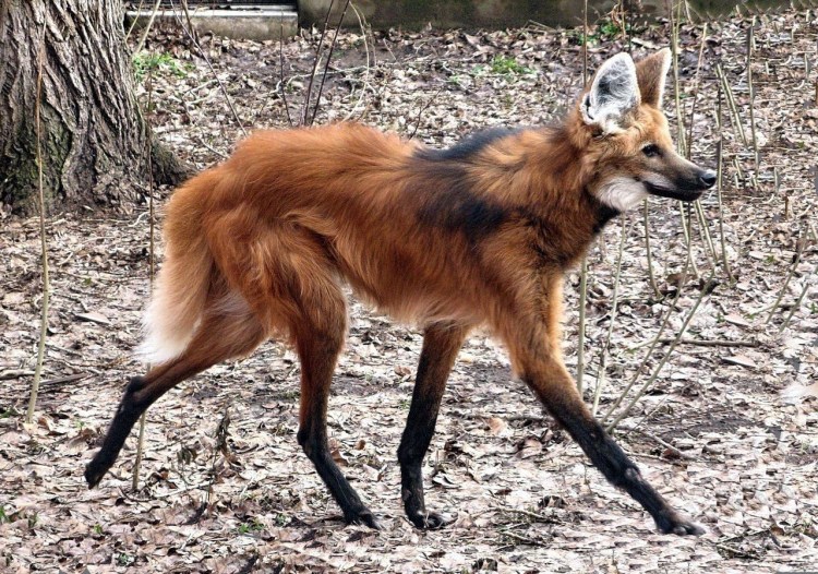 Эфиопский Гривистый волк