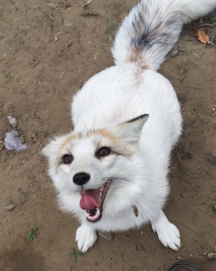 Собака скрещенная с лисой
