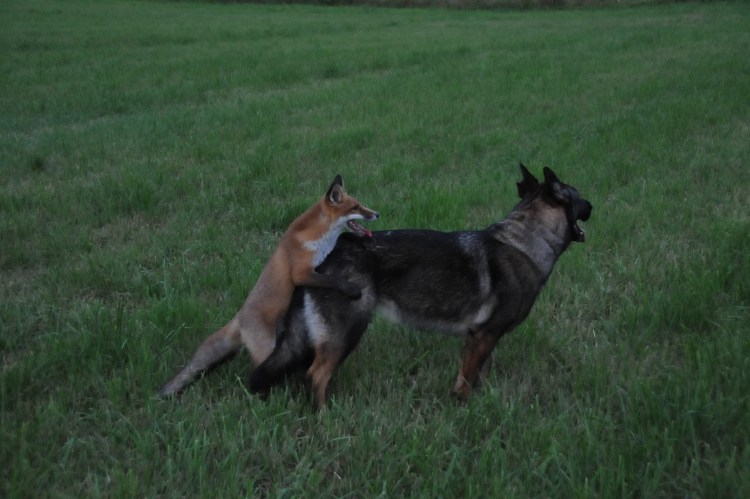 Лиса и овчарка