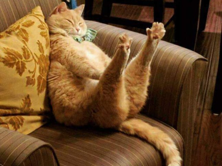 Смешные коты хоба