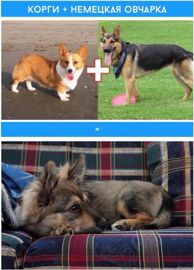 Собаки смешанных пород