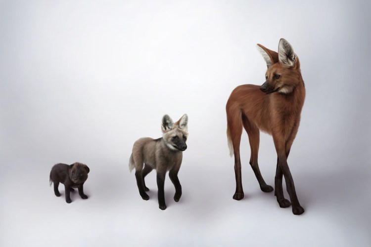 Гривистый волк потомство