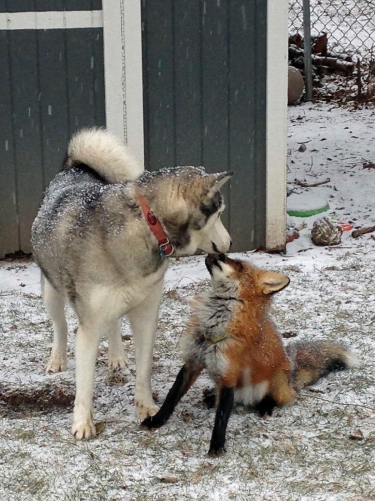Спаривание Лис