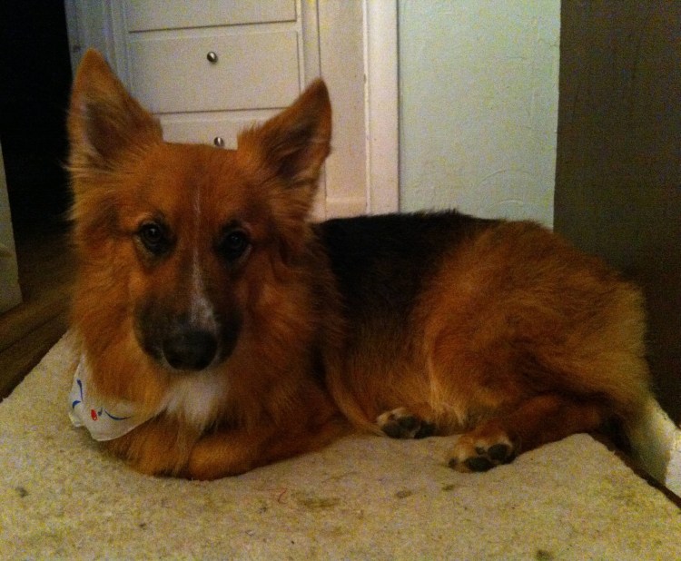 Метис корги и овчарки