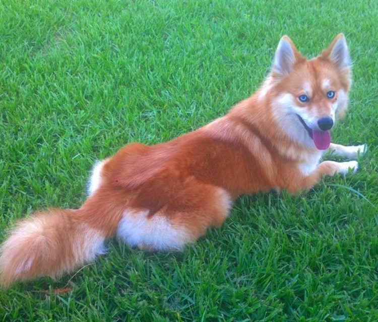 Помски собака лиса