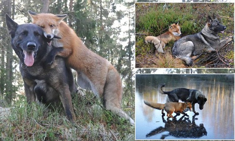 Дружба лисы и собаки