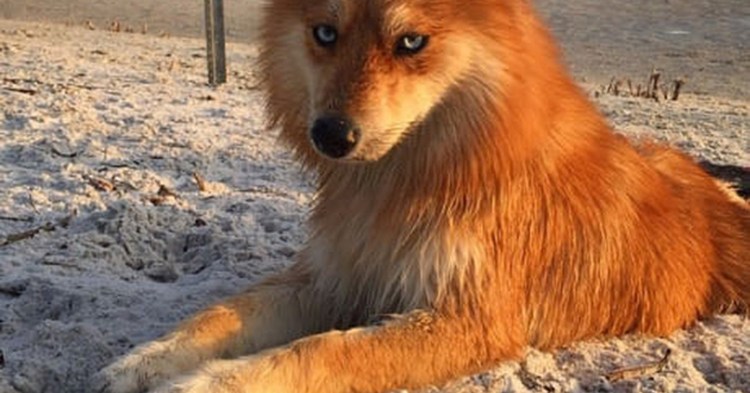 Помски Миа собака лиса