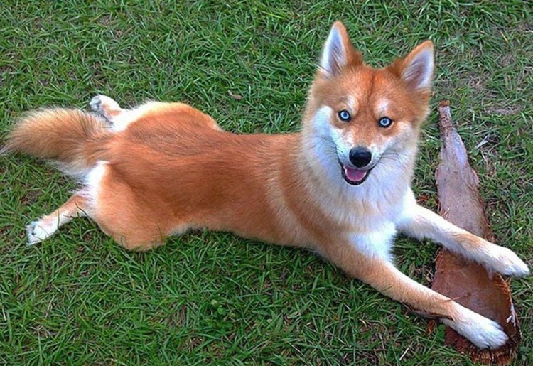 Помски рыжий